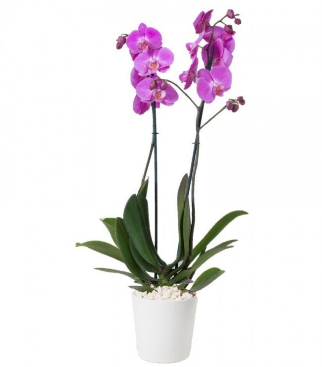 Mor Orkide  2 li