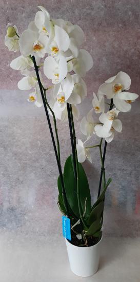 Beyaz Orkide 3 lü