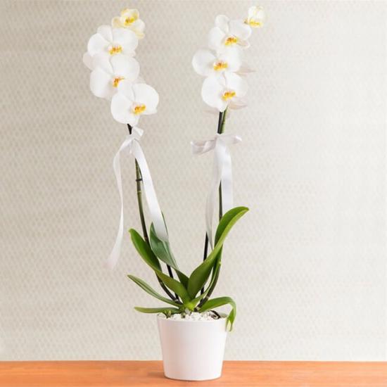 Beyaz Orkide 2 li 