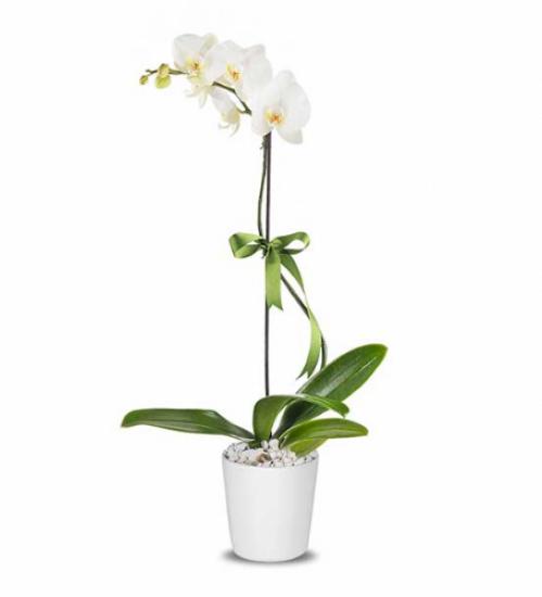 Beyaz Orkide Tekli